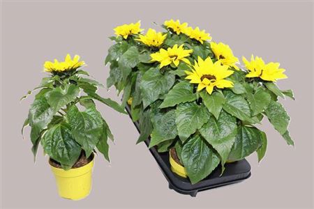 <h4>Helianthus annuus 'Sunsation'</h4>