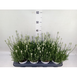 Lavandula interm. 'Edelweiss'