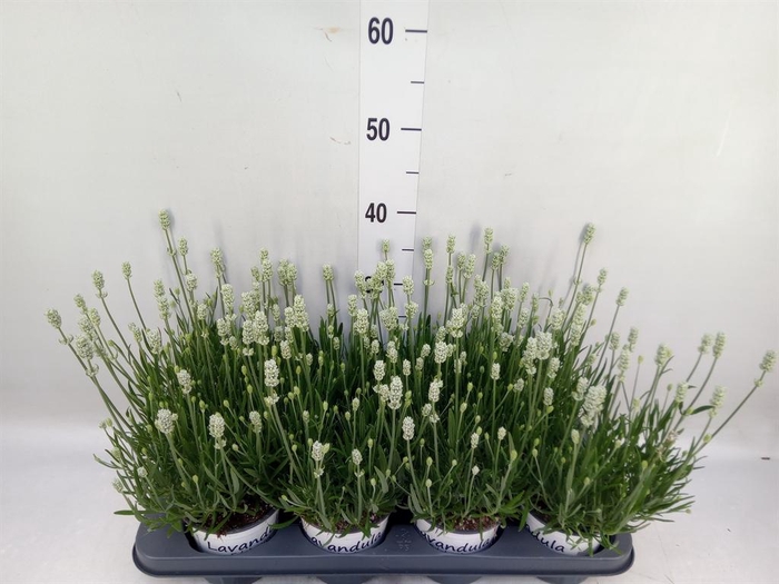 <h4>Lavandula interm. 'Edelweiss'</h4>