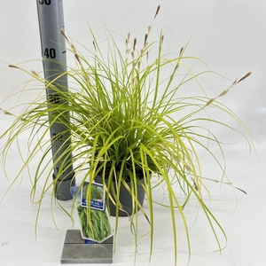 Carex oshimensis Evercolor Everillo