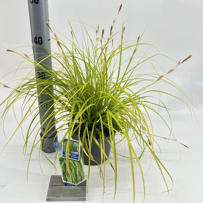 <h4>Carex oshimensis Evercolor Everillo</h4>
