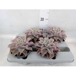 Echeveria   ...