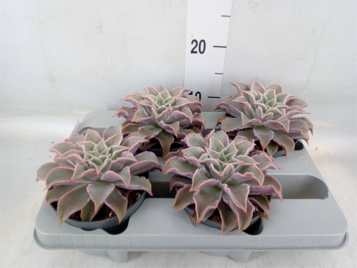 <h4>Echeveria   ...</h4>