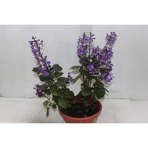 PLECTRANTHUS C21