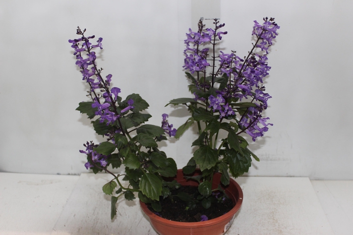 PLECTRANTHUS C21