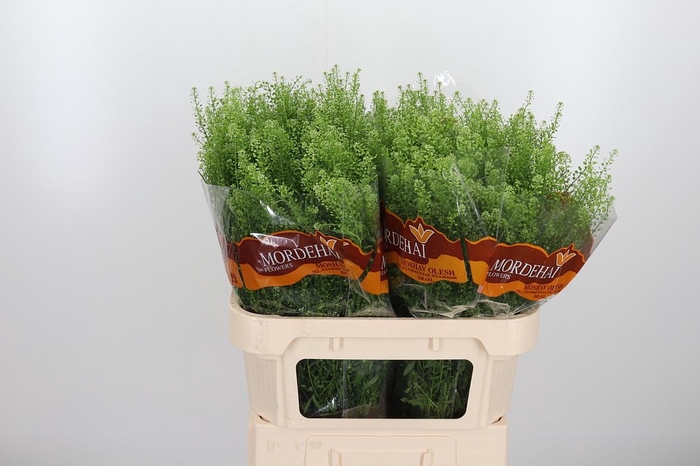 <h4>Lepidium Green Bell</h4>