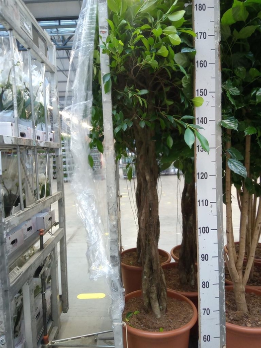 <h4>Ficus   ...</h4>