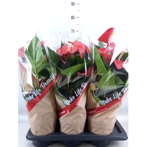 Anthurium andr. 'Red Winner'