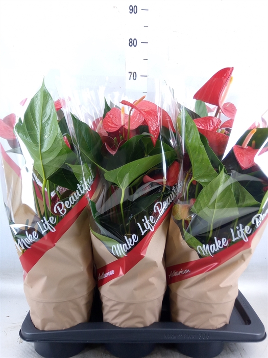 <h4>Anthurium andr. 'Red Winner'</h4>