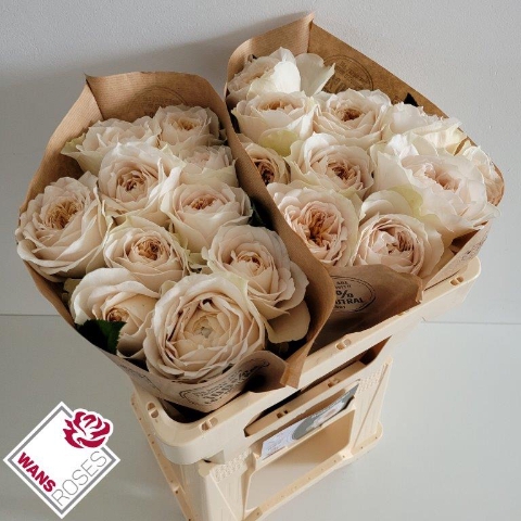 <h4>R GR SHADE OF BEIGE!</h4>