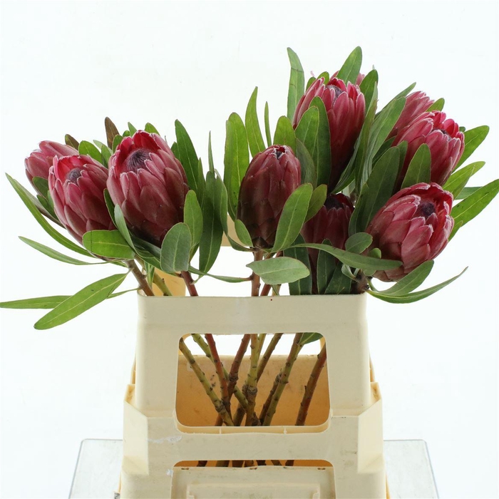 <h4>Protea Lancelot</h4>