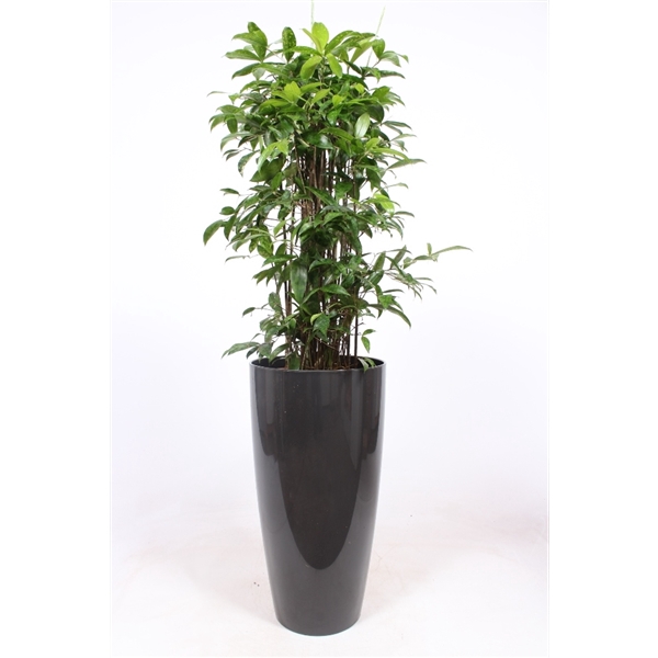 <h4>Dracaena Surculosa in Santorini pot "antraciet"</h4>