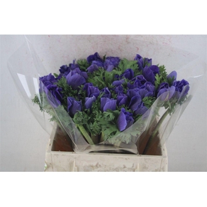 Anem Mistral Super Blue