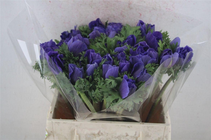 <h4>Anem Mistral Super Blue</h4>