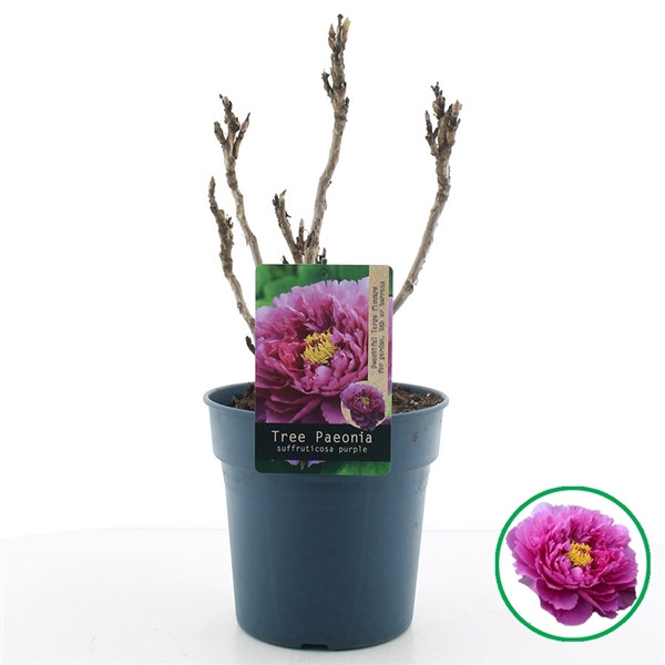 <h4>Paeonia suffruticosa Paars C6 (24cm.)</h4>