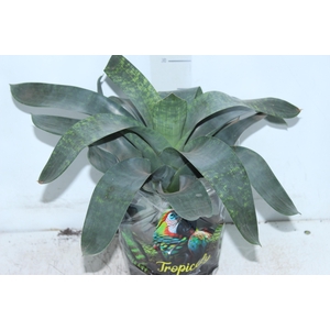 BROMELIA VRIESEA GIGANTEA NOVA P17
