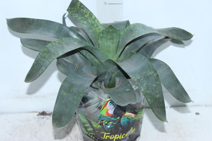 <h4>BROMELIA VRIESEA GIGANTEA NOVA P17</h4>