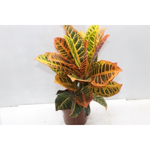 CROTON HIBRIDO PETRA P17