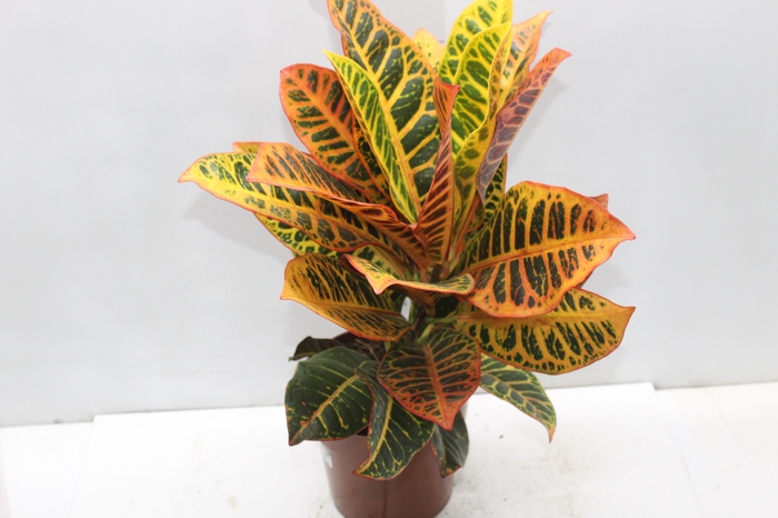 <h4>CROTON HIBRIDO PETRA P17</h4>