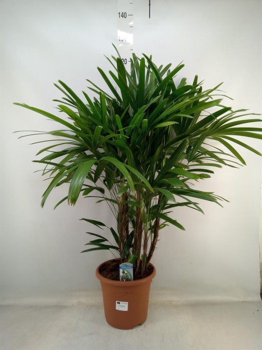 <h4>Rhapis excelsa</h4>