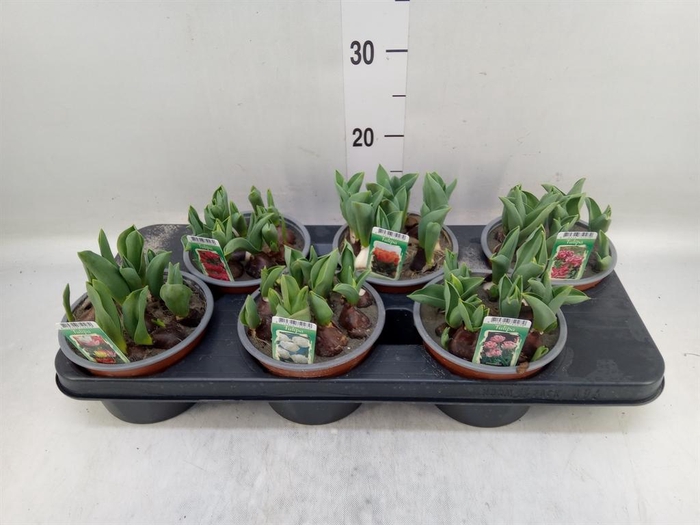 <h4>Tulipa DU   ...mix</h4>