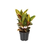 CROTON HIBRIDO PETRA P17