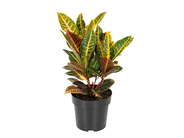 CROTON HIBRIDO PETRA P17