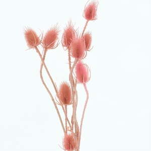 Dried Echinops Bleached Light Pink P Bnch