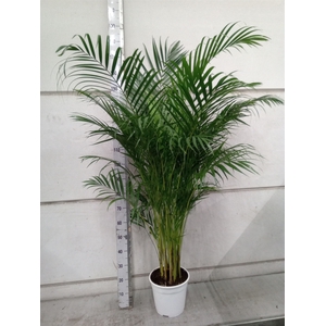 Dypsis lutescens   ...Chrysalidoca