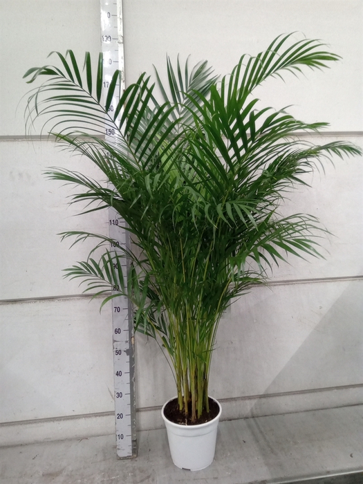 <h4>Dypsis lutescens   ...Chrysalidoca</h4>