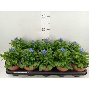 Myosotis sylv. 'Laura deep Blue'