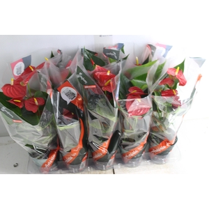 ANTHURIUM ESUDO P12