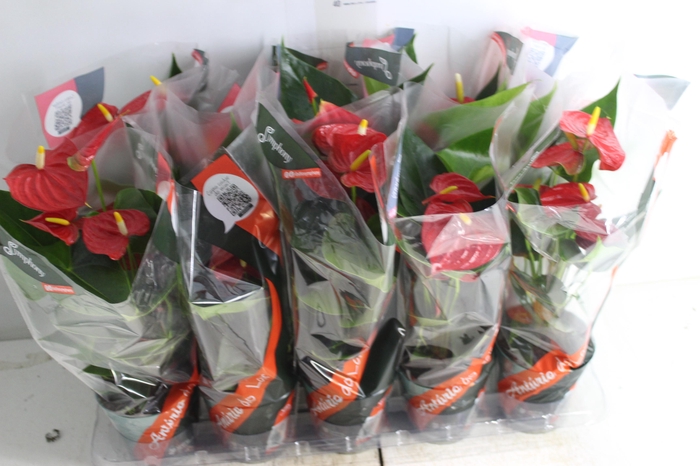 <h4>ANTHURIUM ESUDO P12</h4>