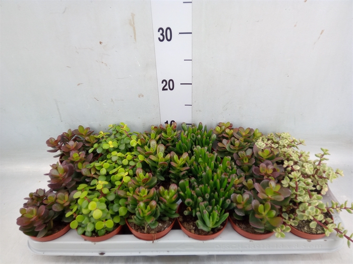 <h4>Crassula   ...mix</h4>