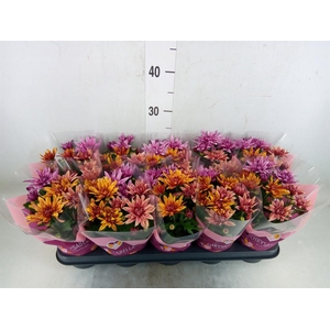 Chrysanthemum  'Artistic Jeff' .mix
