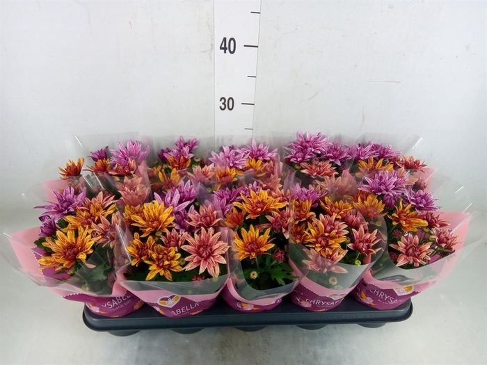 <h4>Chrysanthemum  'Artistic Jeff' .mix</h4>