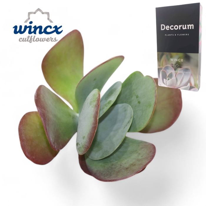 <h4>Kalanchoe Thyrsiflora Cutflower Wincx-12cm</h4>