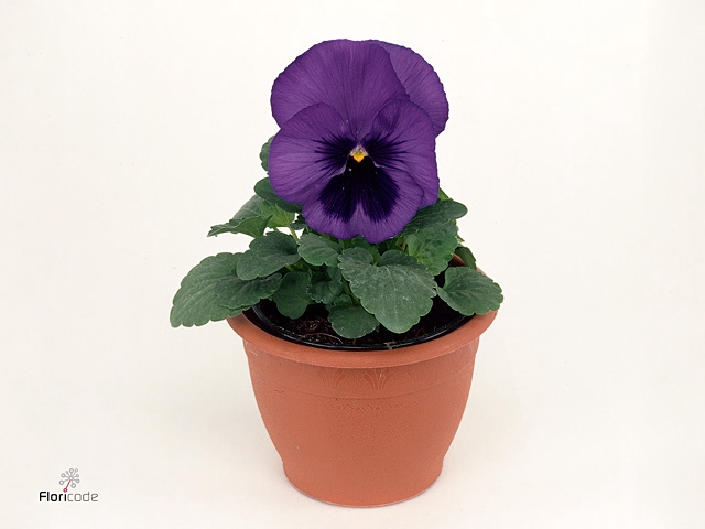 Viola wr. 'Delta Blue wBlotch'