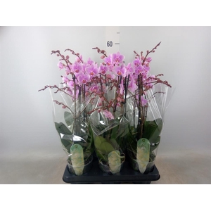 Phalaenopsis multi. 'FC Rosanne'