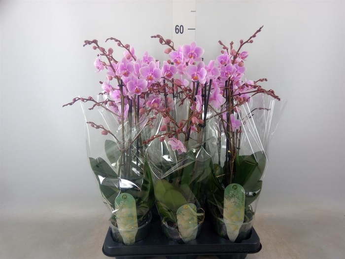 <h4>Phalaenopsis multi. 'FC Rosanne'</h4>