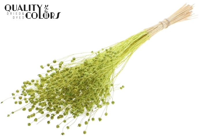 <h4>Lino Vlas per bunch in poly Intense Light Green</h4>