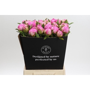 Paeonia Dr Alexander Fleming