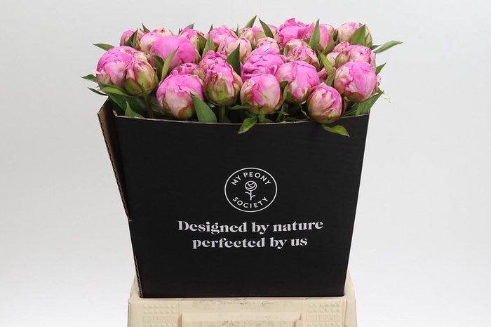 <h4>Paeonia Dr Alexander Fleming</h4>