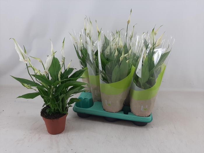 <h4>SPATH TORELLI</h4>