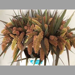 Siergras Setaria It Red Jewel