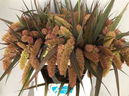 <h4>Siergras Setaria It Red Jewel</h4>
