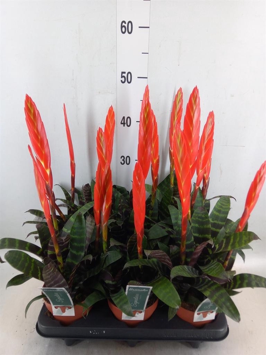 <h4>Vriesea  'Era'</h4>