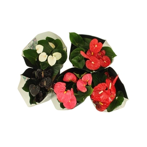 Anthurium Flamingo mix in junglehoes 17cm (LET OP JUNGLEMIX!!)