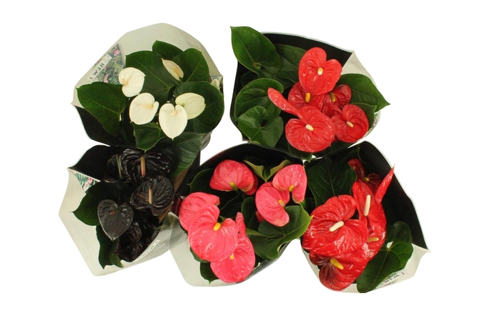 <h4>Anthurium Flamingo mix in junglehoes 17cm (LET OP JUNGLEMIX!!)</h4>
