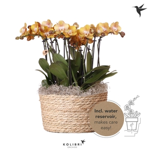 Kolibri Orchids Phalaenopsis Mono Bouquet Las Vegas 9 spike in Reed Basket with watering system